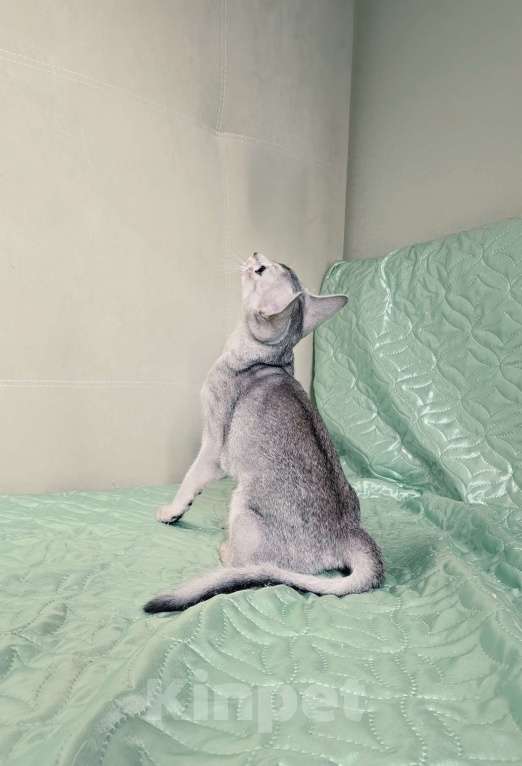 Кошки в Тюмени: Красивый котенок аби серебро Мальчик, 55 000 руб. - фото 4