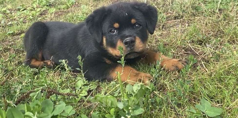 Собаки в Санкт-Петербурге: Щенки ротвейлеры Девочка, 20 000 руб. - фото 4
