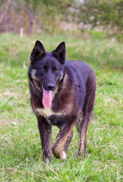 Собаки в Наро-Фоминске: Девочка, щенок, подросток Девочка, Бесплатно - фото 5