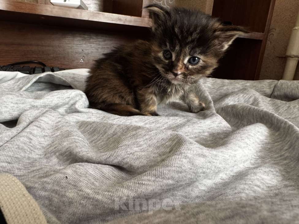 Кошки в Комсомольске-На-Амуре: Котята  Девочка, 25 000 руб. - фото 3