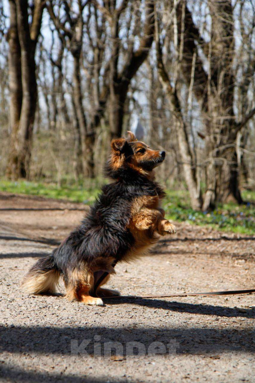 Собаки в других городах Московской области: Я Крош! ))) Мальчик, Бесплатно - фото 8