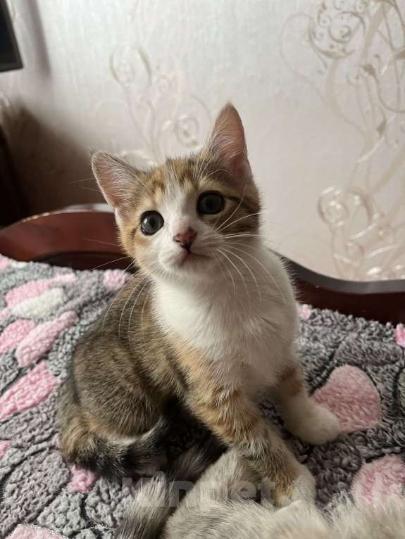 Кошки в Острогожске: Котэ Девочка, 1 руб. - фото 4