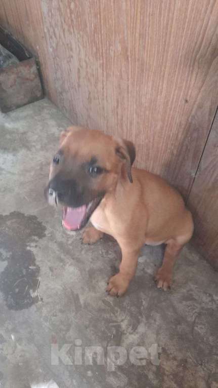 Собаки в других городах Ставропольского края: Ищем хороших хозяев  Девочка, Бесплатно - фото 6