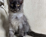 Кошки в Дмитрове: Черный дымчатый мальчик мейн кун Vitas Мальчик, 60 000 руб. - фото 4