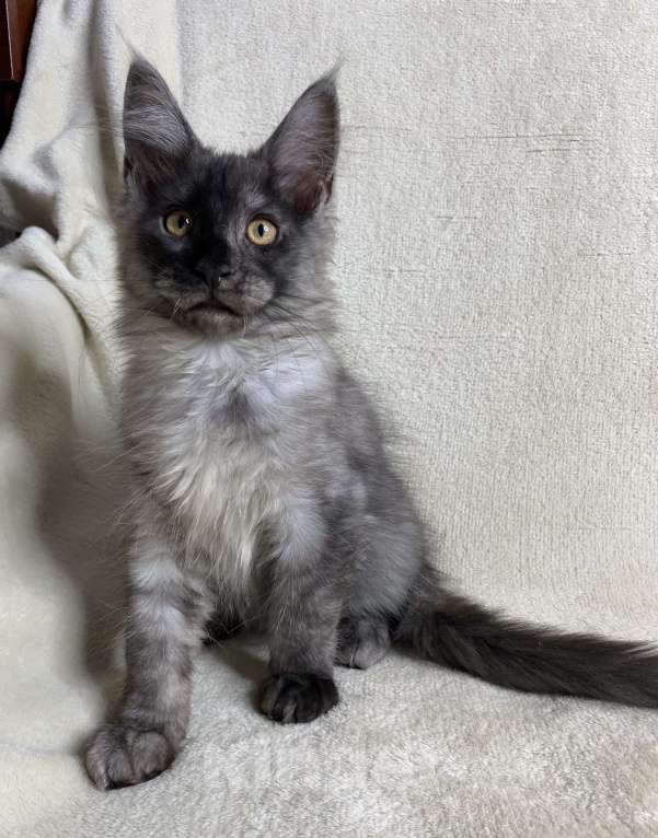 Кошки в Дмитрове: Черный дымчатый мальчик мейн кун Vitas Мальчик, 60 000 руб. - фото 4