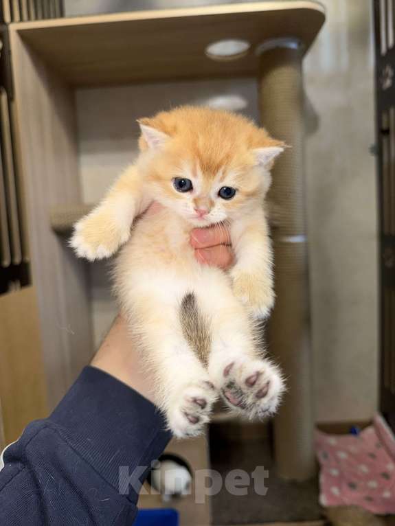 Кошки в Видном: Шотландский кот Мальчик, 70 000 руб. - фото 7