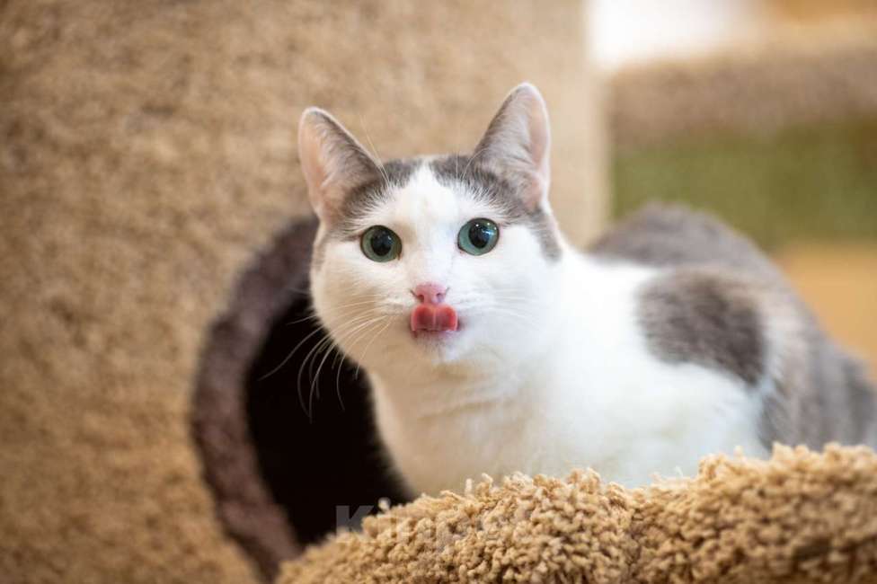 Кошки в Москве: Алиса Девочка, Бесплатно - фото 2