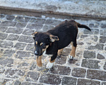 Собаки в Новосибирске: Щенок Стёпа  3 мес. Средний размер. Привит. Паспорт. Мальчик, Бесплатно - фото 5