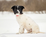 Собаки в других городах Московской области: Щенок в добрые руки Девочка, Бесплатно - фото 10