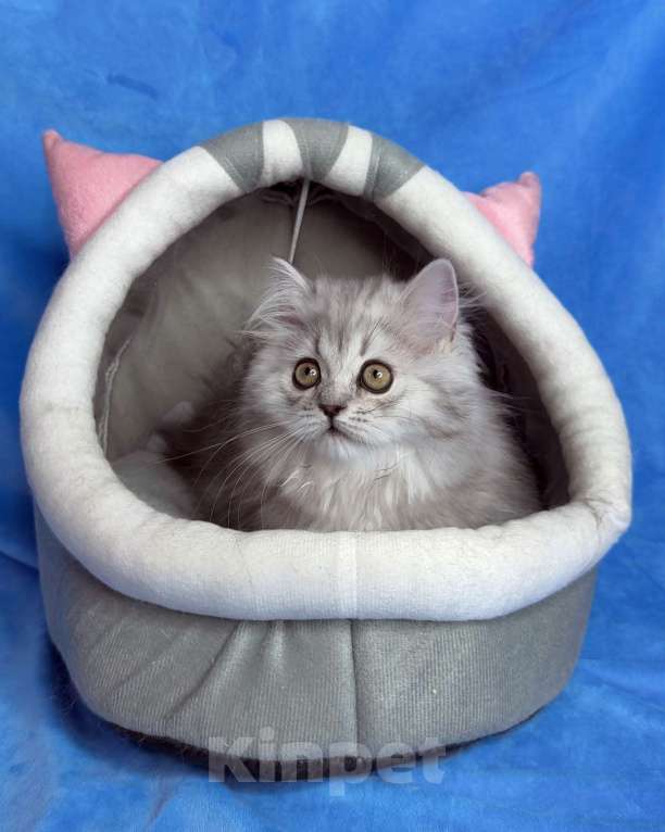 Кошки в Санкт-Петербурге: Обваражительный Хайленд Страйт Мальчик, 65 000 руб. - фото 2