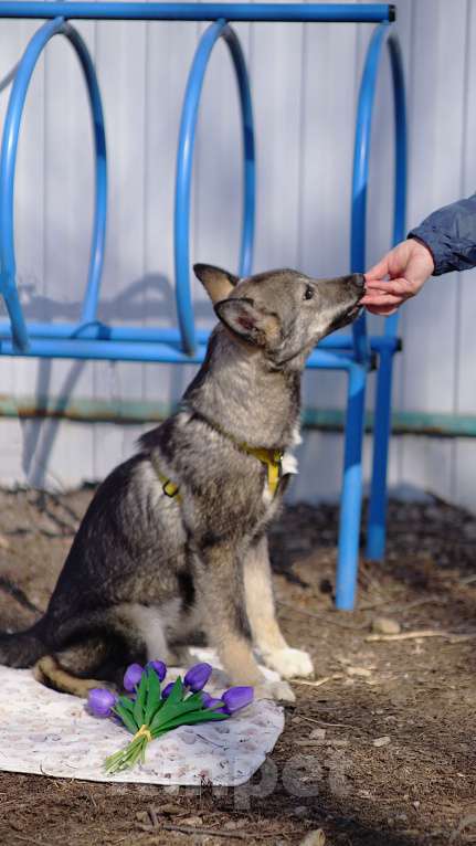 Собаки в Ногинске: Щенок ищет дом Мальчик, Бесплатно - фото 6