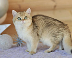 Кошки в Владивостоке: Британский котенок. Золотая девочка Девочка, 50 000 руб. - фото 4