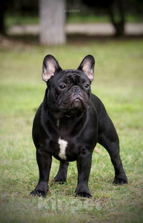 Собаки в Краснодаре: Вязка Тайсон  Мальчик, Бесплатно - фото 5