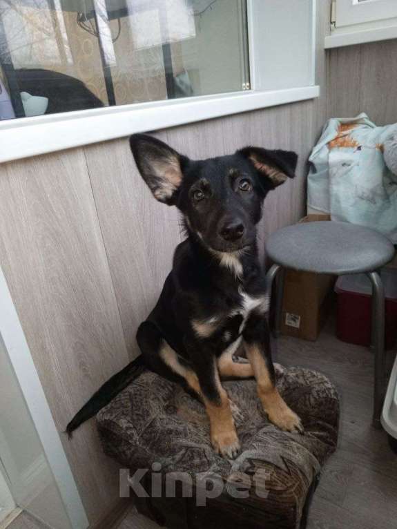 Собаки в Волгограде: Макс ищет нового хозяина ( найден потеряшка или брошенка( 20.12.25г и никто не ищет его (( Мальчик, Бесплатно - фото 3