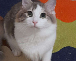 Кошки в Севастополе: Потерялся кот  Мальчик, Бесплатно - фото 1