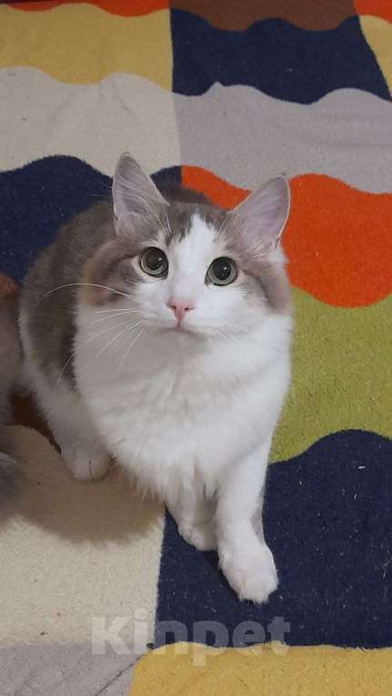 Кошки в Севастополе: Потерялся кот  Мальчик, Бесплатно - фото 1