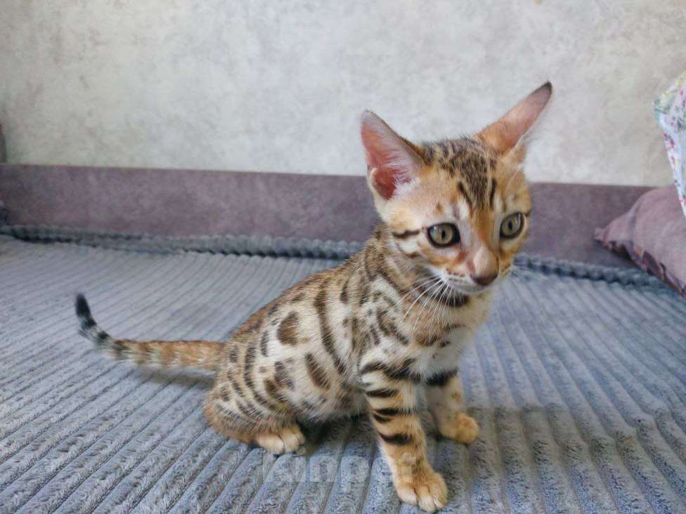 Кошки в Москве: Моника Девочка, 25 000 руб. - фото 3