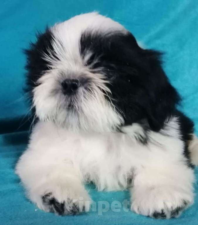 Собаки в Сергиеве Посаде: Щенок Ши-тцу из питомника. 3 мес. Мальчик бело-черный Мальчик, 35 000 руб. - фото 2
