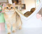 Кошки в Владивостоке: Британский котёнок. Чудесная девочка Девочка, 70 000 руб. - фото 3
