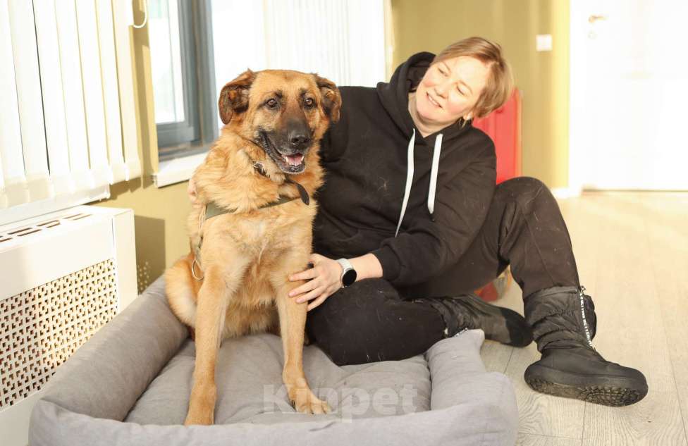 Собаки в Москве: Благодарный добряк пёс Родман в приюте Мальчик, Бесплатно - фото 1