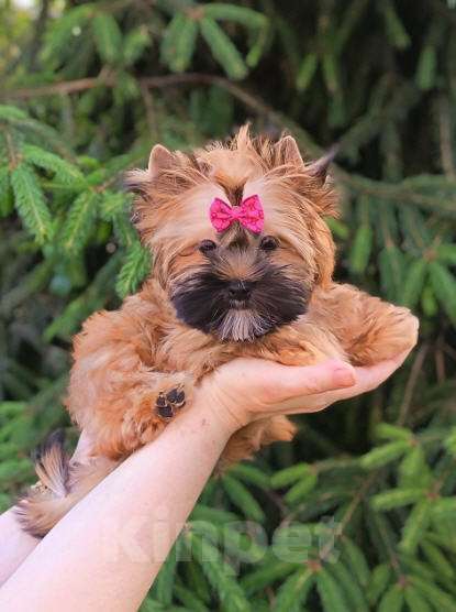 Собаки в Москве:  Девочка-русалочка (русская салонная собака) Девочка, 80 000 руб. - фото 3
