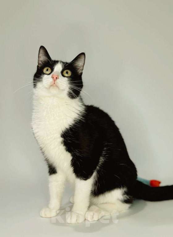 Кошки в Балашихе: Снич Мальчик, Бесплатно - фото 2