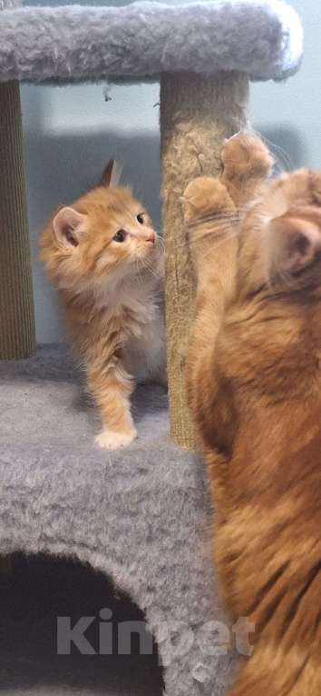 Кошки в Севастополе: Курбобики Разнополые, 50 000 руб. - фото 4