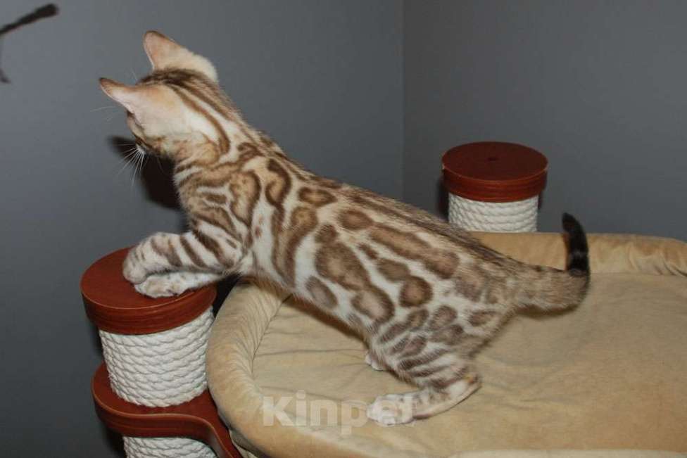 Кошки в Москве: Бенгальский котик Мальчик, 60 000 руб. - фото 5