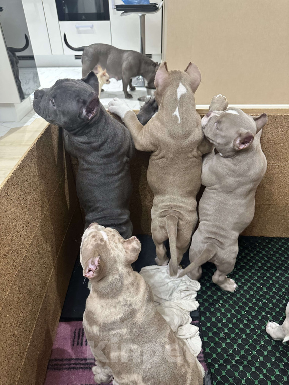 Собаки в Лыткарино: Очаровательный малыш Американский Булли Мальчик, 150 000 руб. - фото 6