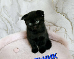 Кошки в Тольятти: Котик скотишш фолд, темный шоколад Мальчик, Бесплатно - фото 3