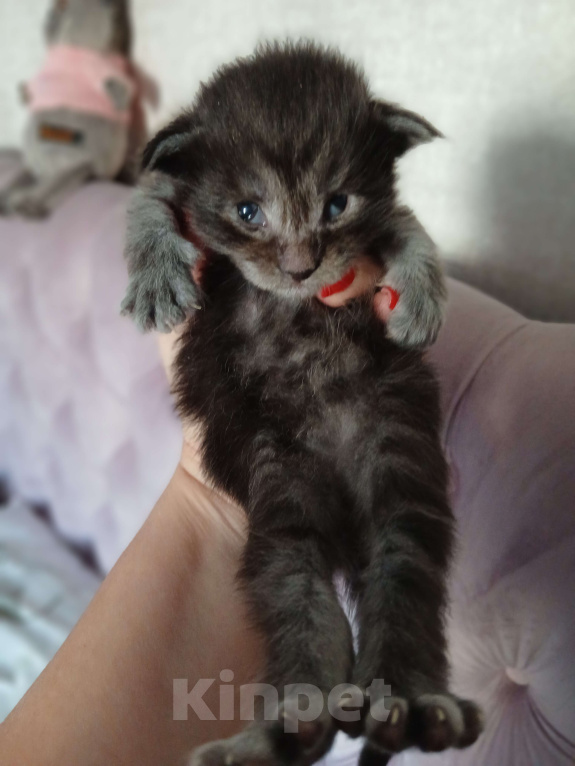 Кошки в Москве: Котята мейн-куны Разнополые, 50 000 руб. - фото 5