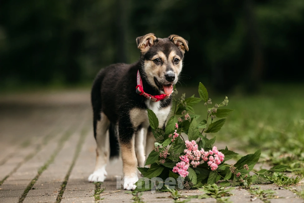 Собаки в Москве: Щенок девочка в добрые руки  Девочка, Бесплатно - фото 4