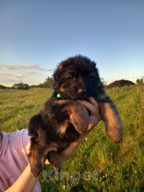Собаки в Пензе: Щенки немецкой овчарки длинношерстной Девочка, 30 000 руб. - фото 2