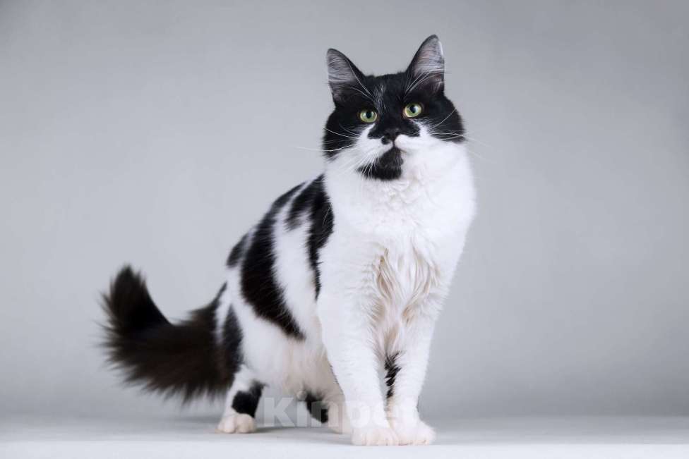 Кошки в Москве: Большой добрый кот по имени Мальчик Мальчик, 1 руб. - фото 2