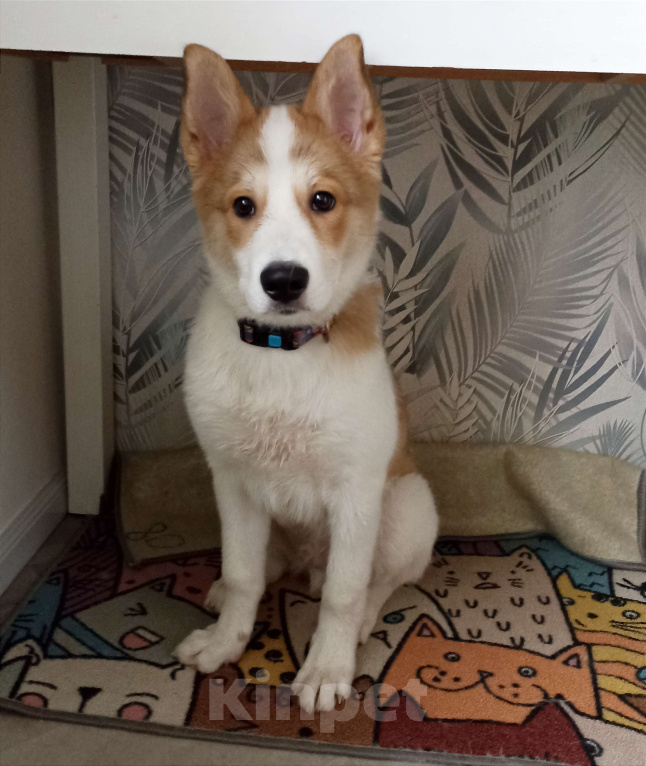 Собаки в Москве: Малыш Ангел в добрые руки  Мальчик, Бесплатно - фото 4