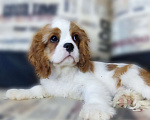 Собаки в Санкт-Петербурге: Красивый мальчик кавалер Кинг Чарльз спаниель Мальчик, Бесплатно - фото 2