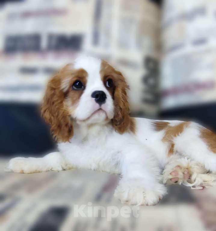 Собаки в Санкт-Петербурге: Красивый мальчик кавалер Кинг Чарльз спаниель Мальчик, Бесплатно - фото 2