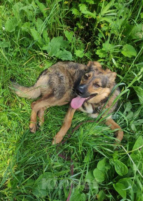 Собаки в Москве: Шерри в добрые руки Девочка, Бесплатно - фото 4