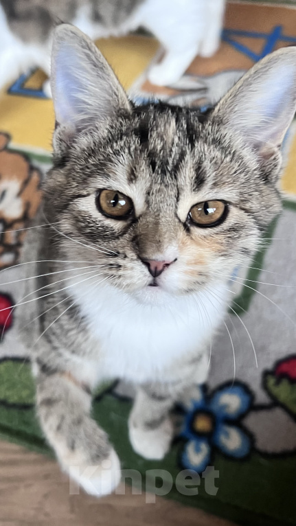 Кошки в Звенигороде: Котенок Лакки Девочка, Бесплатно - фото 2