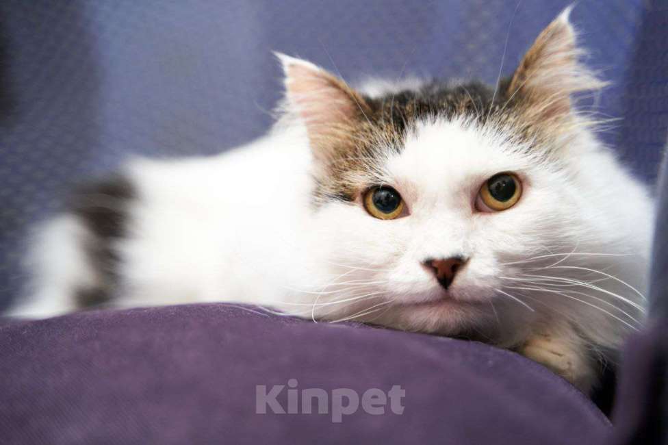 Кошки в Москве: Котик-добряк Мишутка в добрые руки Мальчик, Бесплатно - фото 2