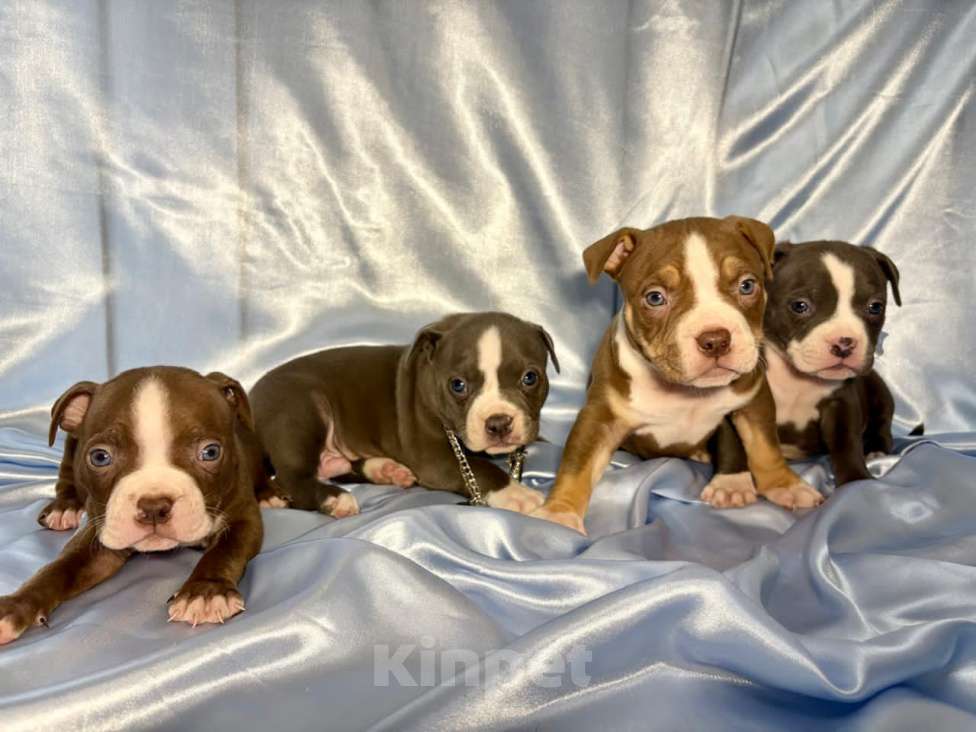 Собаки в Москве: Американский булли щенок Мальчик, 100 000 руб. - фото 2