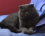 Кошки в Видном: Вязка шотландский вислоухий кот, 2 000 руб. - фото 8