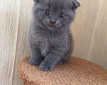 Кошки в Красноярске: Вязка с вислоухим шотландским котом, 1 500 руб. - фото 6