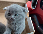 Кошки в Малмыже: Продаю котят, 6 000 руб. - фото 5