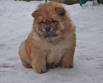 Собаки в Королеве: Продается щенок чау-чау Девочка, 70 000 руб. - фото 2