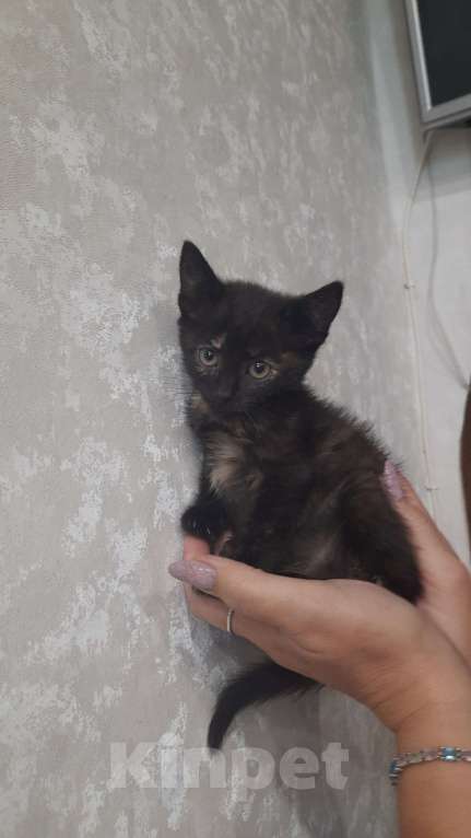 Кошки в Воронеже: Отдам в добрые руки Девочка, Бесплатно - фото 2