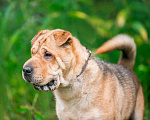 Собаки в Ногинске: Метис шарпея Шарон в поиске дома Мальчик, Бесплатно - фото 7