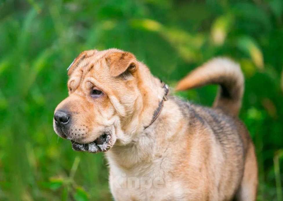 Собаки в Ногинске: Метис шарпея Шарон в поиске дома Мальчик, Бесплатно - фото 7