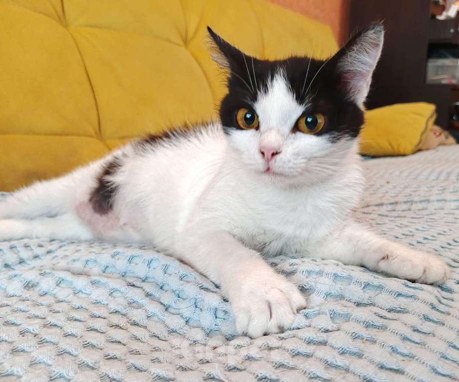 Кошки в Москве: Ласковая красоточка Луна в поисках своей семьи  Девочка, Бесплатно - фото 6