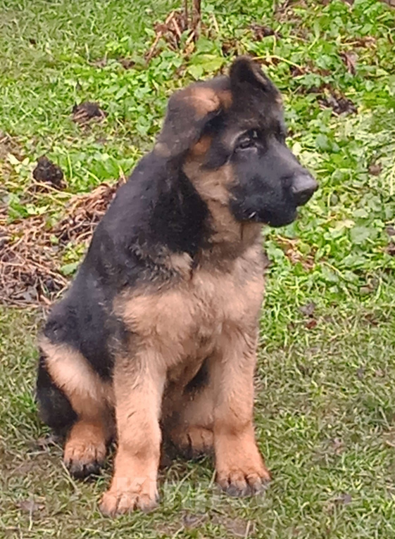 Собаки в Санкт-Петербурге: Щенок кобель, немецкая овчарка.  Мальчик, 60 000 руб. - фото 3